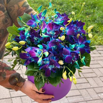 Дендробиум в шляпной коробке