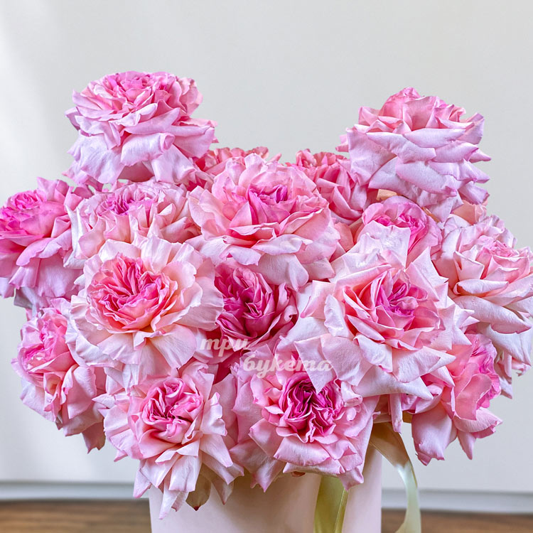 Шляпная коробка роз сорта Пинк Охара (крупный план)