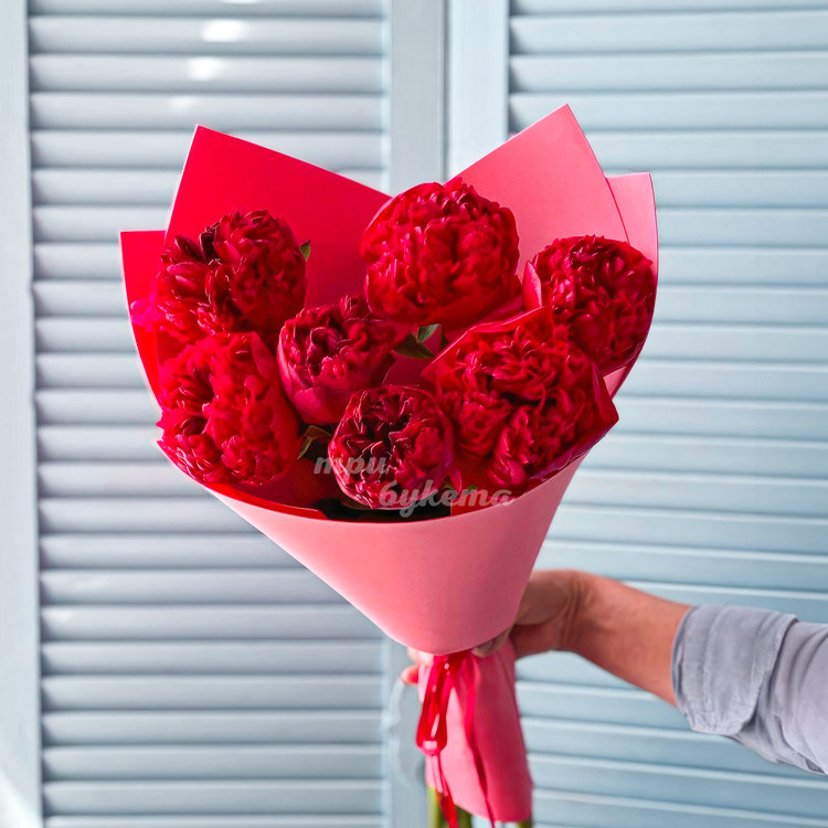 Букет из 7 пионов сорта Ред Шарм (в руке флориста)