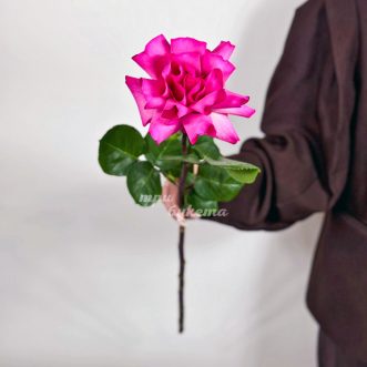 Французская роза сорта Пинк Флойд Французская роза сорта Пинк Флойд